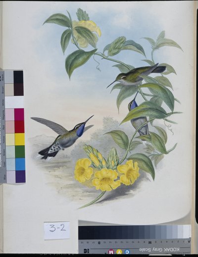 Kolibrier (Delattria Clemenciae) (håndfarvet litho) af John (after) Gould