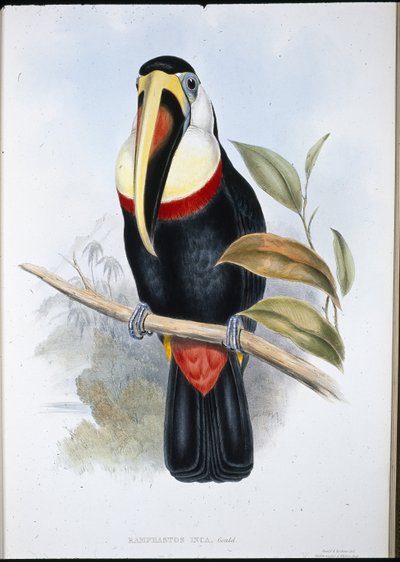 Inka-tukan (Ramphastos inica) (håndfarvet litho) af John (after) Gould