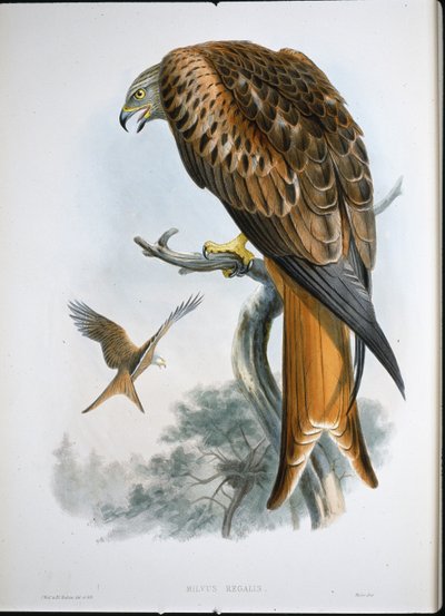 Glidedrage (Milvus Regalis) (farvet gravering) af John (after) Gould