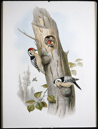 Lille spætte (Picus Minor) (håndfarvet litho) af John (after) Gould