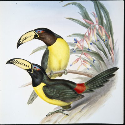 Aracari-tukan med bogstaver (Pteroglossus Inscriptus) (håndfarvet litho) af John (after) Gould