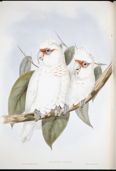 Langnæbbet kakadue (Licmetis Nasicus) (håndfarvet litho) af John (after) Gould