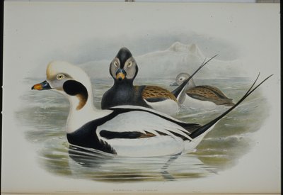 Langhaleand (Harelda Glacialis) (håndfarvet litho) af John (after) Gould