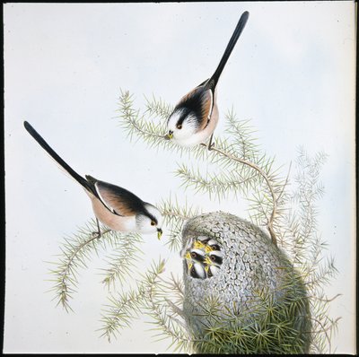 Langhalemejse (Mecistura Caudata) (håndfarvet litho) af John (after) Gould