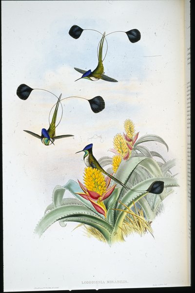 Vidunderlig kolibri (Loddigesia Mirabilis) (håndfarvet litho) af John (after) Gould