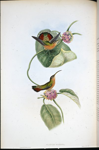 Mazeppa Eremit (Glaucis Mazeppa) (håndfarvet litho) af John (after) Gould