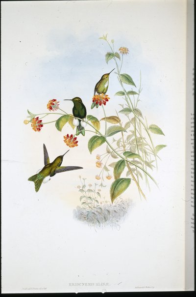 Metallic Puff-leg (Eriocnemis Alinae) (håndkoloreret litografi) af John (after) Gould