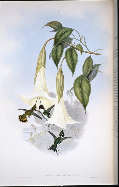 Mulsants træstjerne (Calothorax Mulsanti) (håndfarvet litho) af John (after) Gould