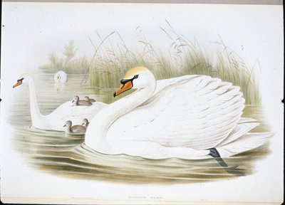 Stumsvane (Cygnus Olor) (håndfarvede medlemmer) af John (after) Gould