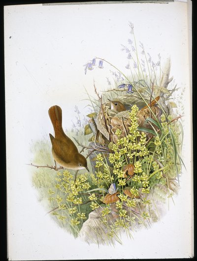 Nattergal (håndfarvet litho) af John (after) Gould