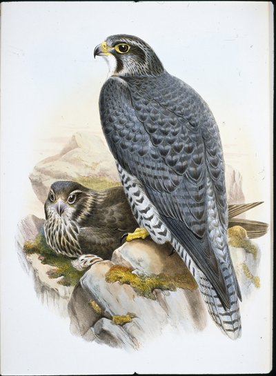 Norsk eller Gyrfalcon Falcon (Falco Gyrfalco) (håndfarvet litho) af John (after) Gould