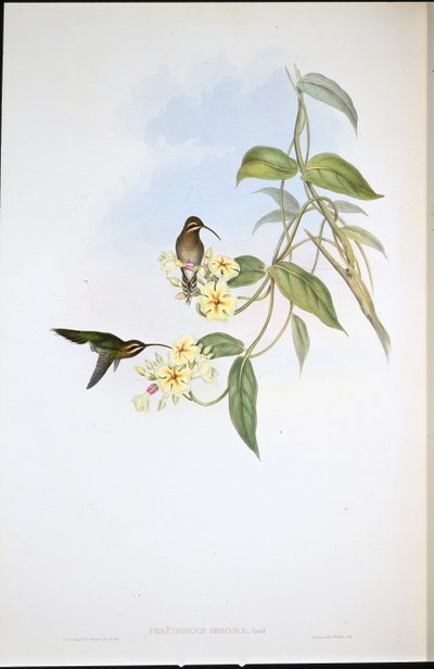 Obskur eremit (Phaethornis Obscura) (håndfarvet litho) af John (after) Gould