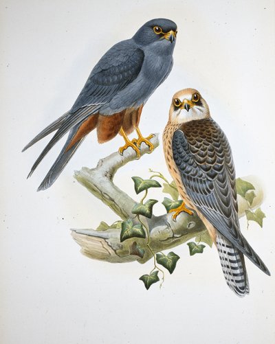 Orange-benet hobby (Erythropus Vespertinus) (håndfarvet litho) af John (after) Gould