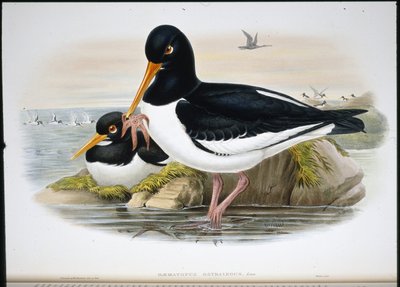 Østersfanger (Heamatopus Ostralegus) (håndfarvet litho) af John (after) Gould