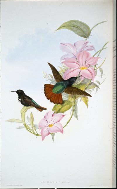 Pamelas solstråle (Aglaeactis Pamela) (håndfarvet litho) af John (after) Gould