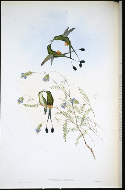 Peruansk ketcherhale (Spathura Peruana) (håndfarvet litho) af John (after) Gould