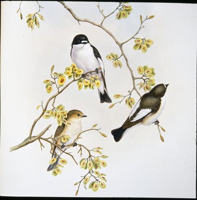 Pied Fluesnapper (Muscicapa Atricapilla) (håndfarvet litho) af John (after) Gould