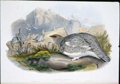 Rype (efterårsfjerdragt) (Lagopus Mutus) (håndfarvet litho) af John (after) Gould