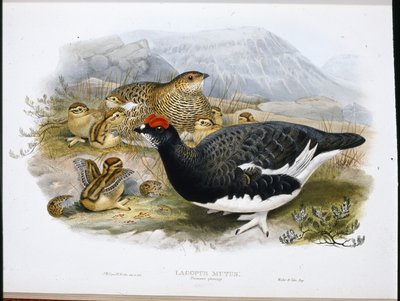 Rype (sommerfjerdragt) (Lagopus Mutus) (håndfarvet foto) af John (after) Gould