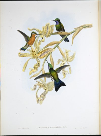 Lilla-strubet kolibri (Oreopyra Calolaema) (håndfarvet litho) af John (after) Gould