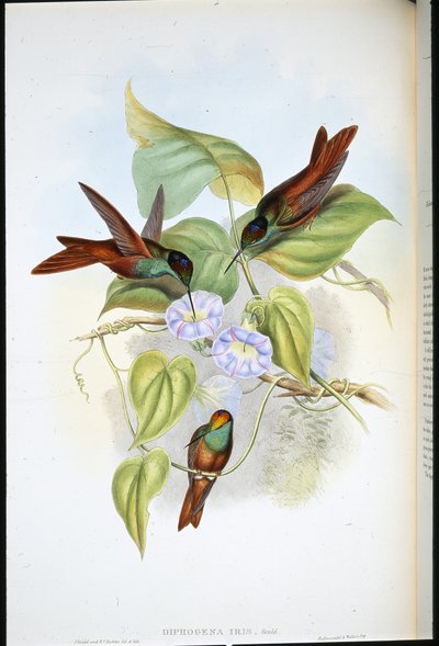 Regnbue (Diphogena Iris) (håndfarvet litho) af John (after) Gould