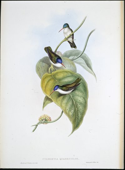Rødnæbbet Azur-krone (Cyanomyia Quadricolor) (håndfarvet litho) af John (after) Gould