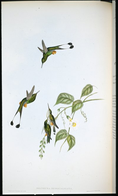 Rødstøvlet ketcherhale (Spathura Rufocaligata) (håndfarvet litho) af John (after) Gould