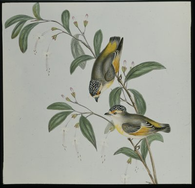 Rød-lored Pardalote (pardalotus rubricatus) (håndfarvet litho) af John (after) Gould