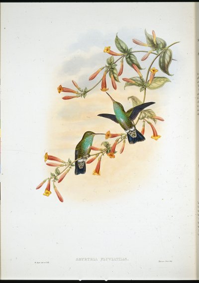 Riverine Emerald (Agyrtria Fluviatilis) (håndfarvet litho) af John (after) Gould