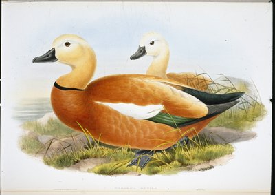 Ruddy Shelldrake (håndfarvede medlemmer) af John (after) Gould