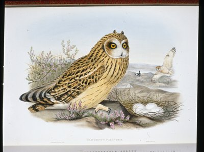 KORTØRET UGLE (Brachyotus Palustris) (håndfarvet litho) af John (after) Gould