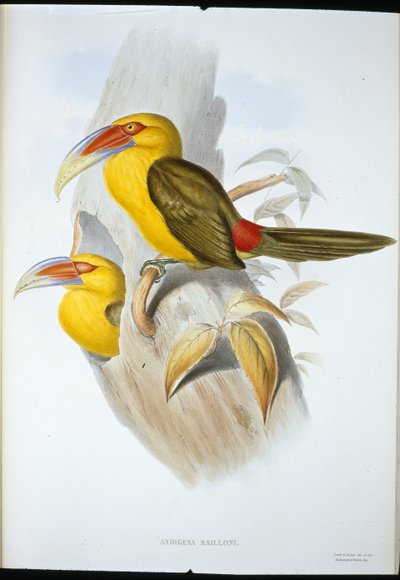 Safranfarvet Hill Toucan (Andigena Bailloni) (håndfarvet litho) af John (after) Gould
