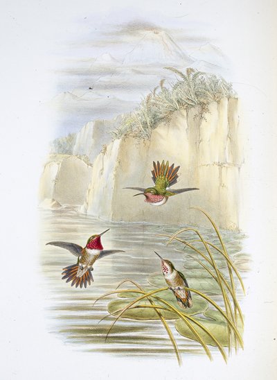 Salvins flammebærer. (Selasphorus ardens). (håndfarvet litho) af John (after) Gould