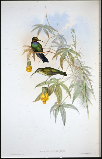 Schreibers kolibri (Ionolaima Schreibersi) (håndfarvet litho) af John (after) Gould