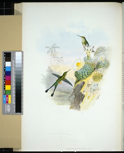 Saksehale ketcherhale (spathura scissiura) (håndfarvet litho) af John (after) Gould