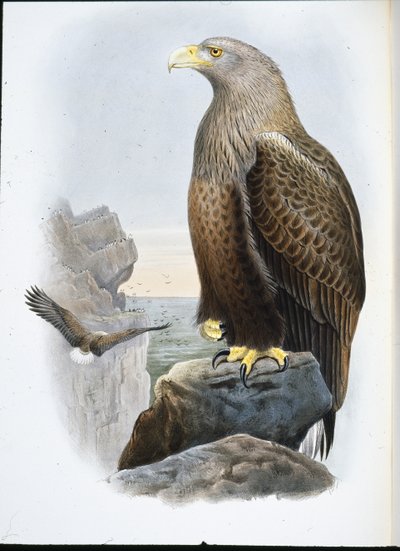 Havørn (Haliaetus Albicilla) (håndfarvet litho) af John (after) Gould