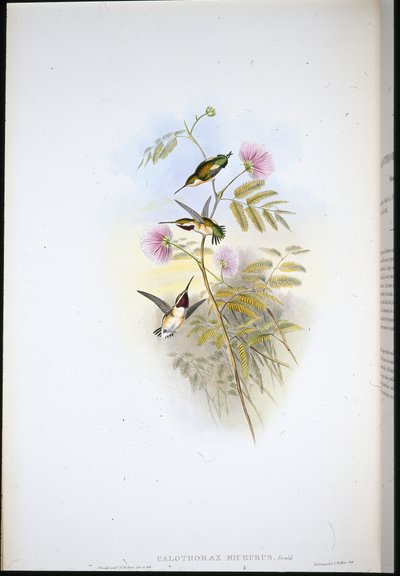 Korthalet træstjerne (Calothorax Micrurus) (håndfarvet litho) af John (after) Gould