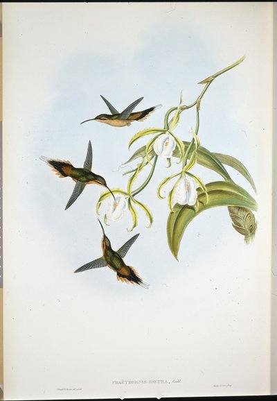 Southern Eremit (Phaethornis Zonura) (håndfarvet litho) af John (after) Gould