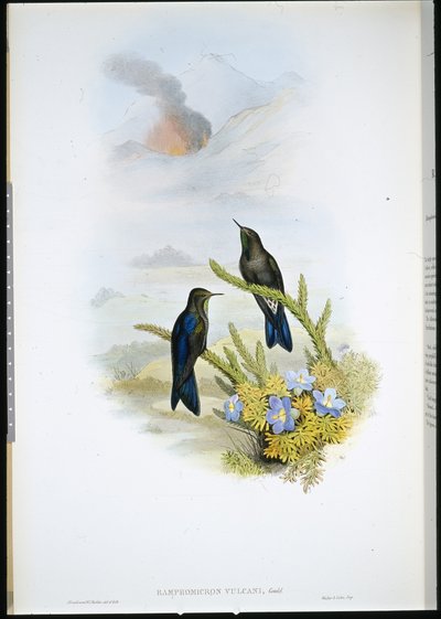 Southern Thorn-bill (Ramphomicron Vulcani) (håndfarvet litho) af John (after) Gould