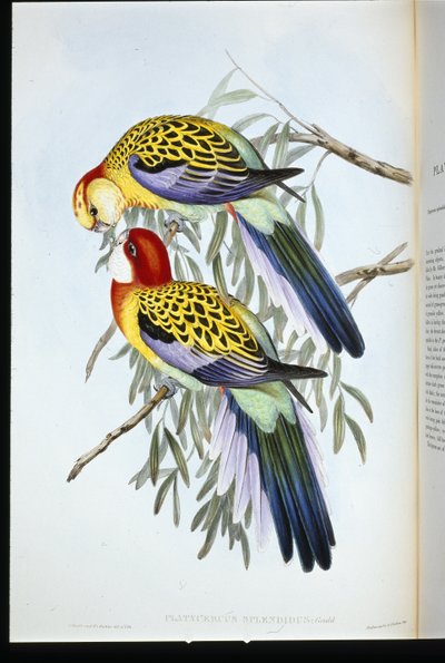 Splendid Parakeet (Splendid Palatycercus) (håndfarvet litho) af John (after) Gould