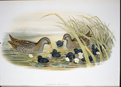 Spotted Crake (Porzana Maruetta) (håndfarvet litho) af John (after) Gould