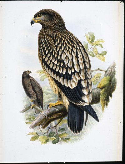 Plettet ørn (Aquila Naevia) (håndfarvet litho) af John (after) Gould