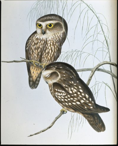 Plettet ugle (Athene Maculata) (håndfarvet litho) af John (after) Gould