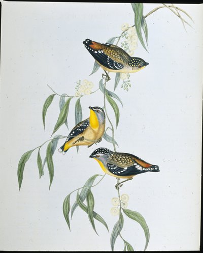 Plettet Pardalote (Pardalotus Punctatus) (håndfarvet litho) af John (after) Gould