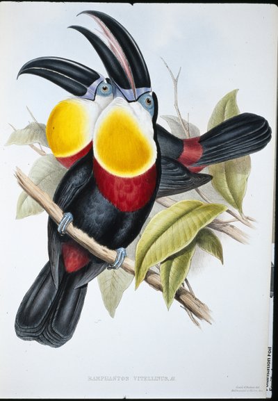Svovl- og hvidbrynet tukan (Ramphastos Vitellinus) (håndfarvet litho) af John (after) Gould