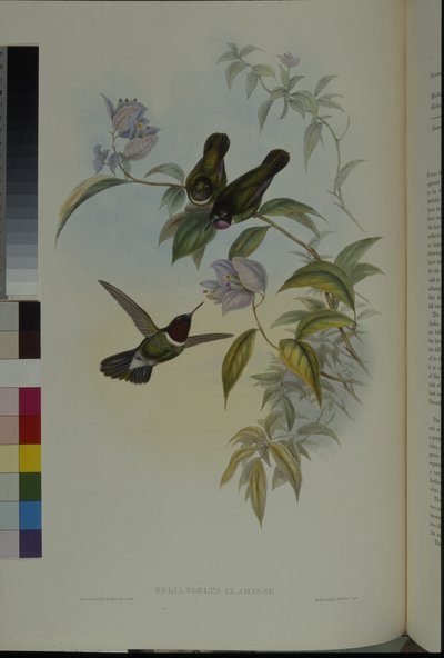 Solengel (Heliangelus Clarisse) (håndfarvet litho) af John (after) Gould