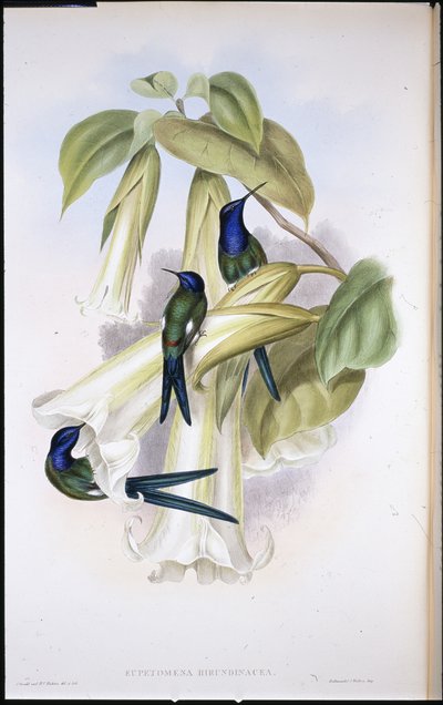 Svalehale Eupetomena Hirundinacea) (håndfarvet litho) af John (after) Gould