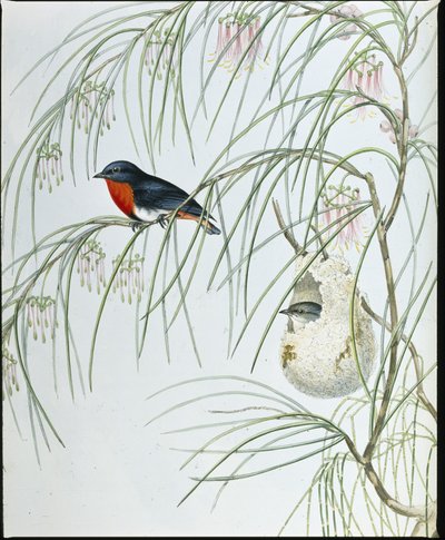 Swallow Dicaeum (håndfarvede figurer) af John (after) Gould