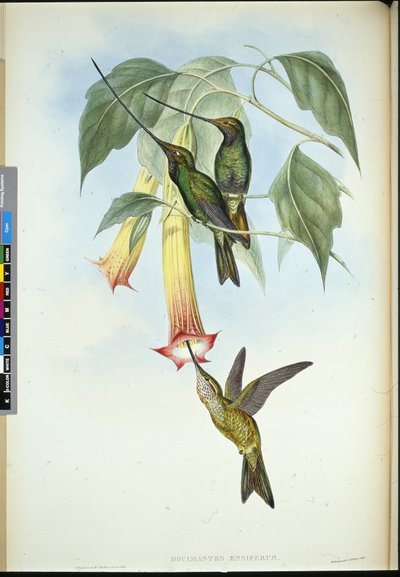 Sværdnæb (Docimastes Ensiferus) (håndfarvet litho) af John (after) Gould