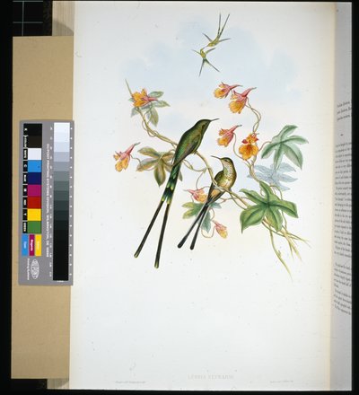 Togbærer (lesbia eucharis) (håndfarvet litho) af John (after) Gould